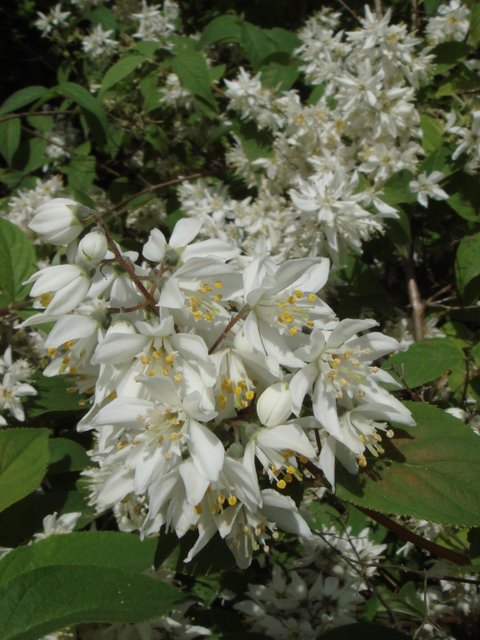 Deutzia taiwanensis fleur P1D P26
